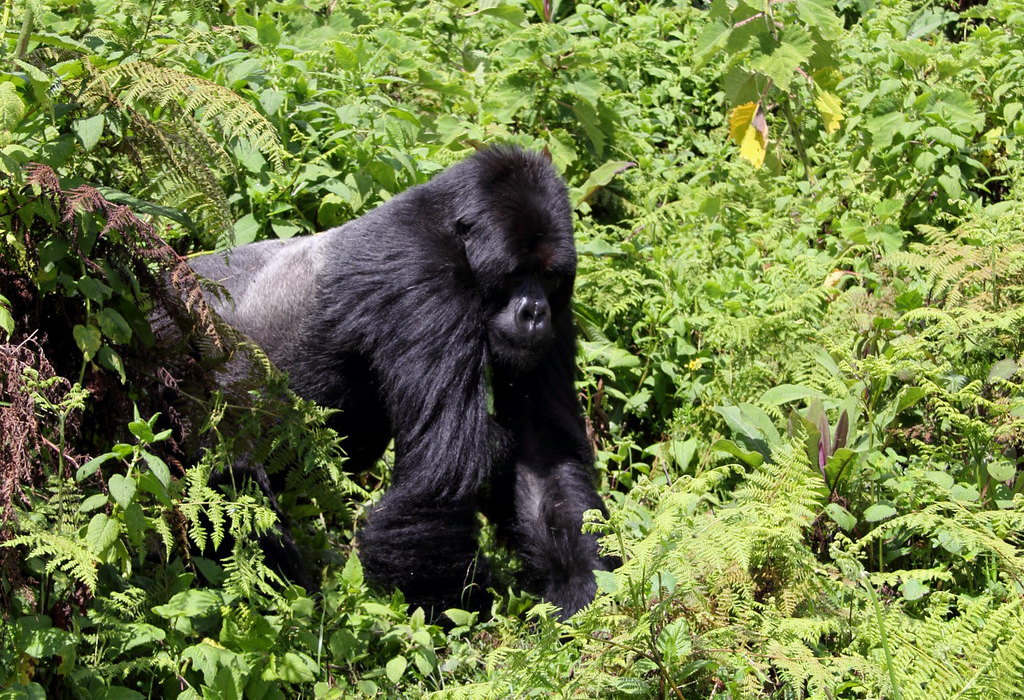 2 Days Bwindi Gorilla Trek