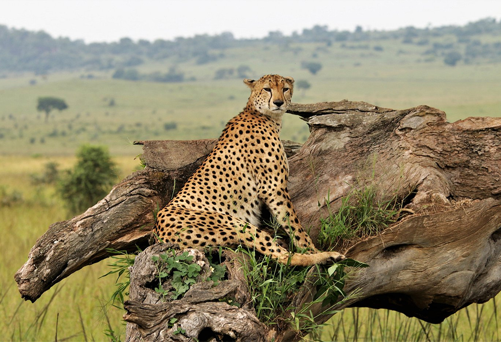 4 Days Kidepo Wildlife Tour