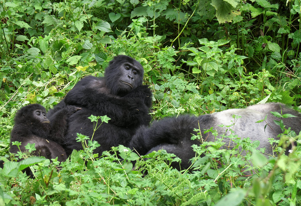 5-Days Uganda Primates Safari