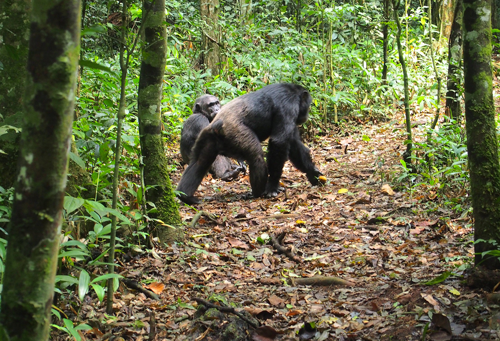 6 Days in Kibale, Bwindi and Murchison Falls