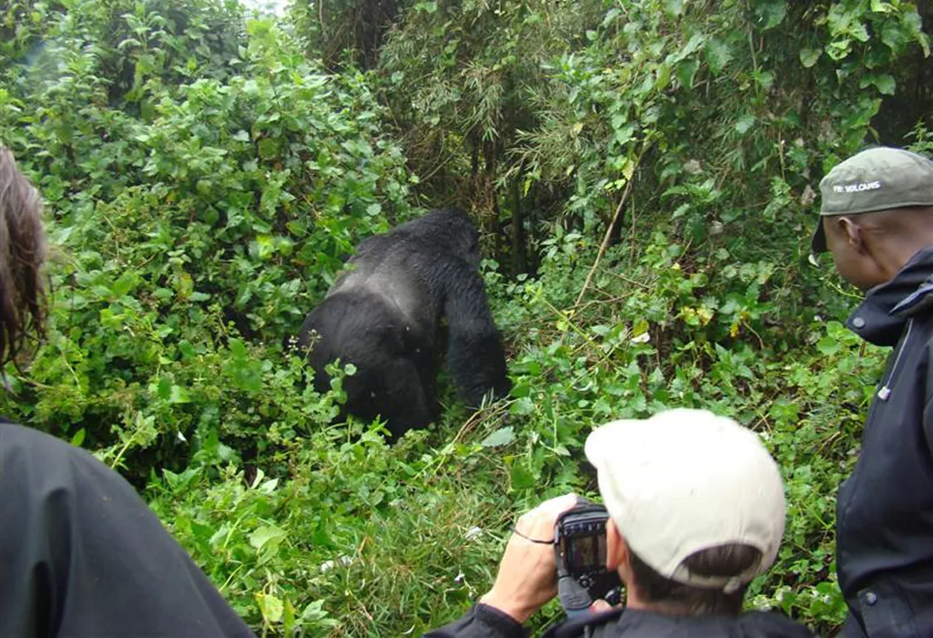 7 Days Uganda Safari