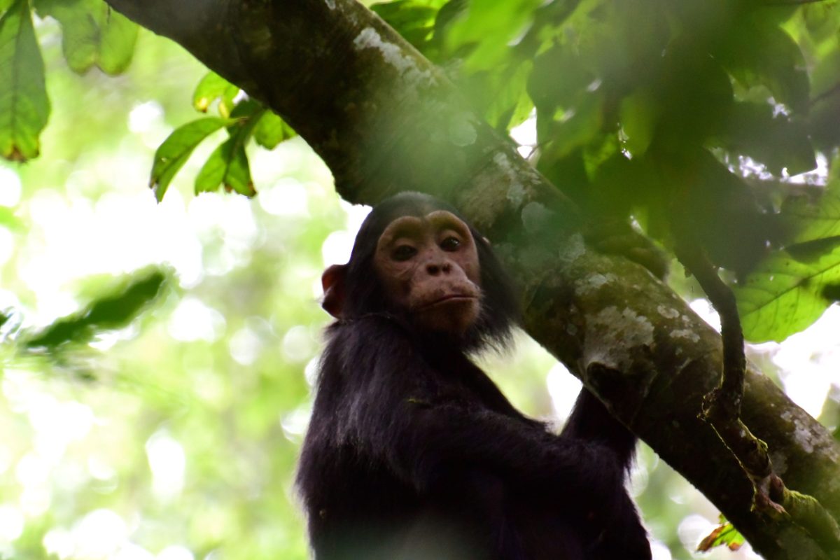 A chimpanzee in Budongo Forest, part of a 6-days safari adventure through Murchison Falls and Budongo Forest in Uganda.
