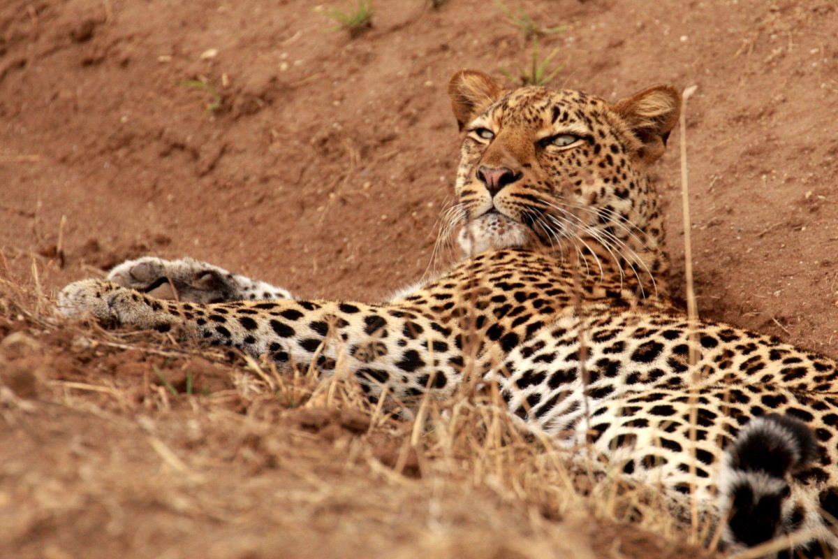 Image of Leopard grazing in Queen Elizabeth National Park, Uganda