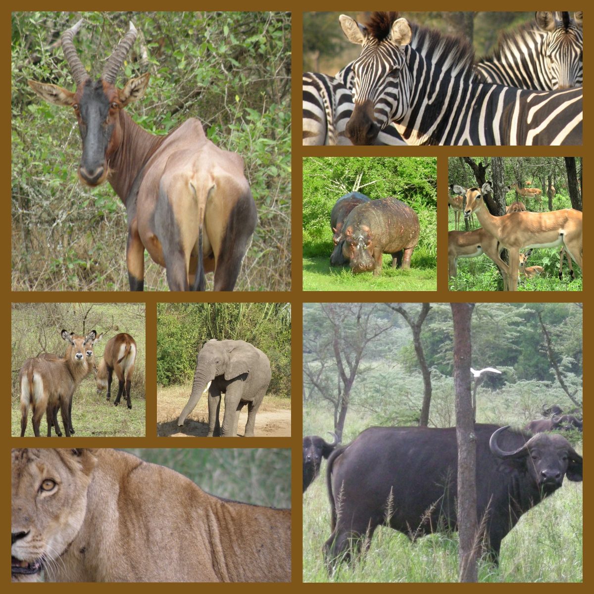 Explore the diverse wildlife of Uganda, including elephants, lions, giraffes, and more on a thrilling 6-days safari tour.