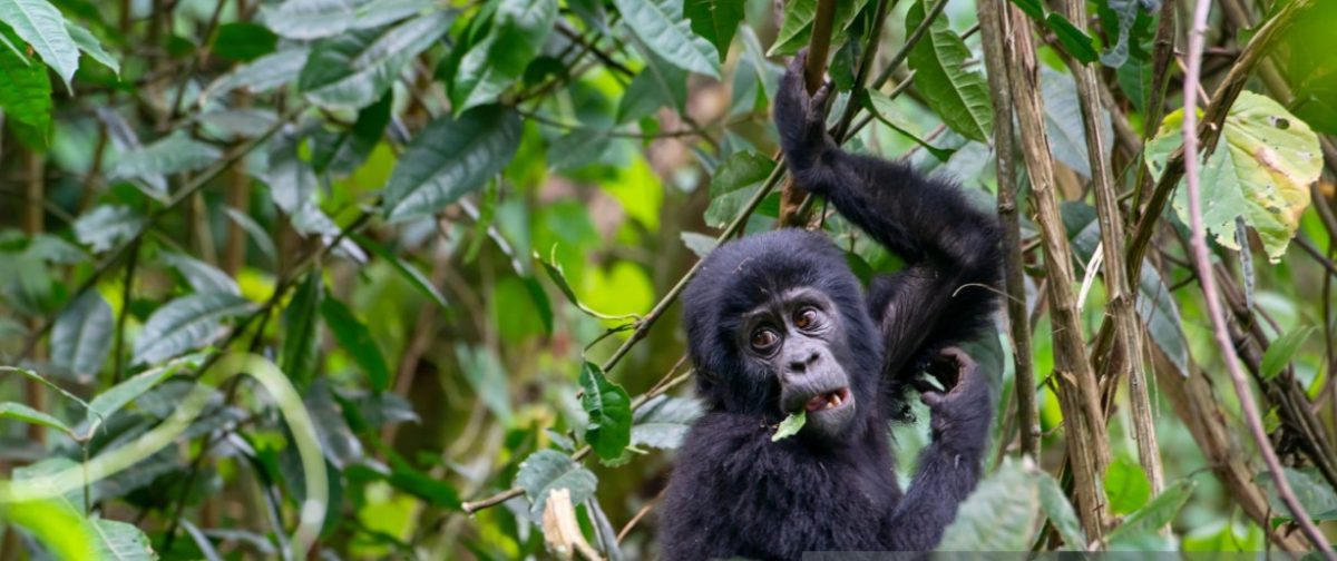3 Days Uganda Gorilla trek featuring Bwindi trekking, Batwa cultural village visit, and scenic views of Rwandaâ€™s rolling hills