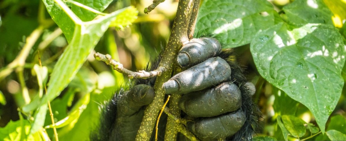 Tourist trekking to see mountain gorillas in Bwindi Impenetrable Forest