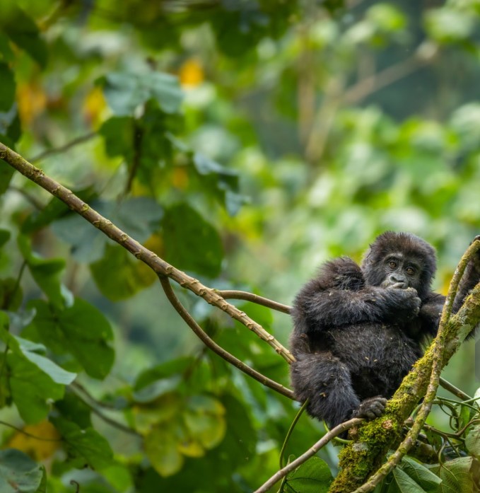 A close-up of a mountain gorilla family in Bwindi, showcasing their expressive faces and natural behavior in the wild