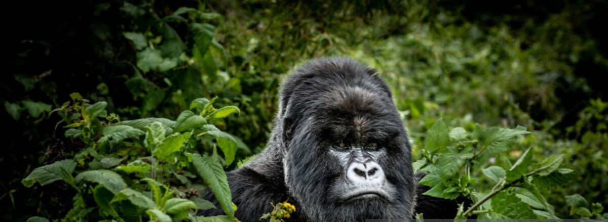 Mountain gorilla trekking in Rwanda's Volcanoes National Park with lush green landscapes and adventurous hikers
