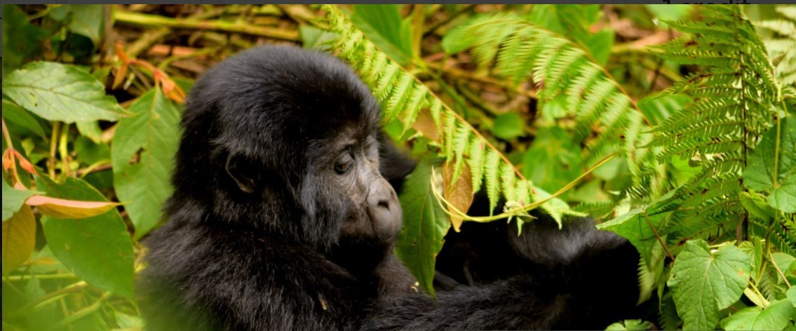 A majestic silverback gorilla sitting peacefully in the wild, showcasing its powerful presence."