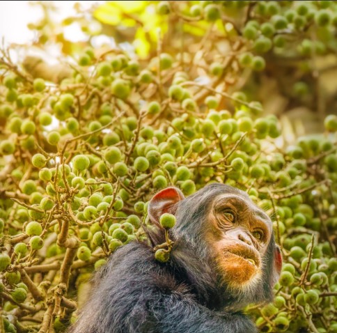 A chimpanzee feeding on fruits high up in the trees of Kibale National Park.