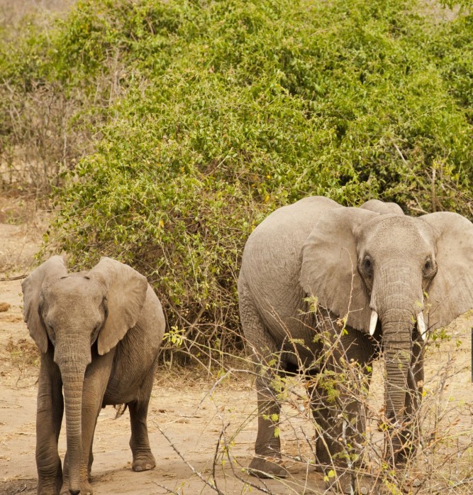 Elephants grazing near the Kazinga Channel in Queen Elizabeth National Park, Uganda, during a safari adventure