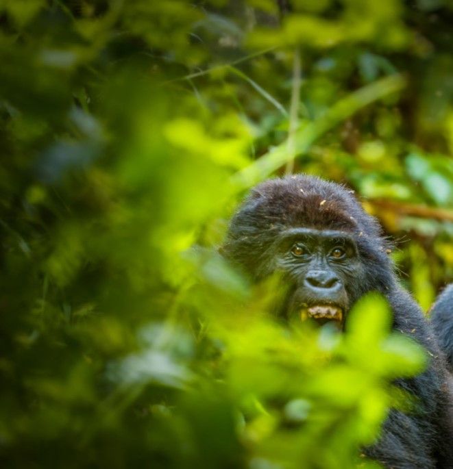 Mountain gorilla in Bwindi Impenetrable Forest National Park