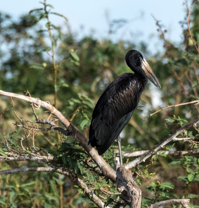 Stunning landscape of Akagera National Park with lush savannah, wildlife, and serene lake under a clear sky