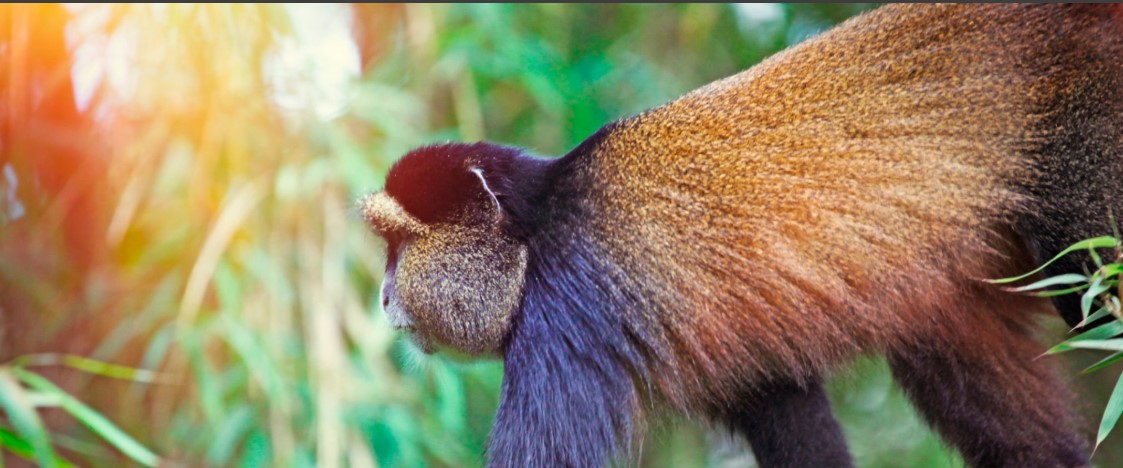 Golden monkey perched on bamboo branch in Volcanoes National Park, Rwanda
