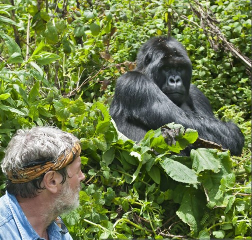 Mountain Gorilla in Rwandaâ€™s Volcanoes National Park during a wildlife adventure.