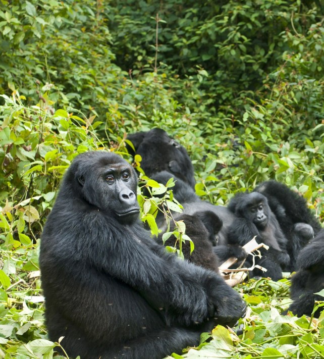 A family of mountain gorillas sitting peacefully in a lush green forest, with a silverback watching protectively