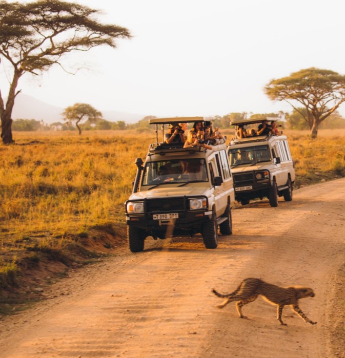 Stunning wildlife and landscapes of Tanzania during a safari adventure in Serengeti and Ngorongoro Crater.