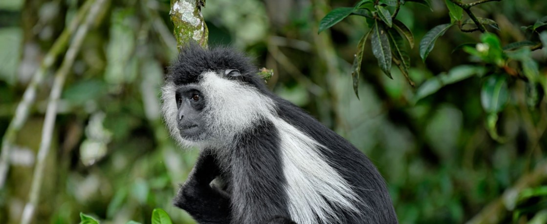 Black and white colobus monkey sitting on a tree branch in a Rwandan forest, surrounded by lush greenery