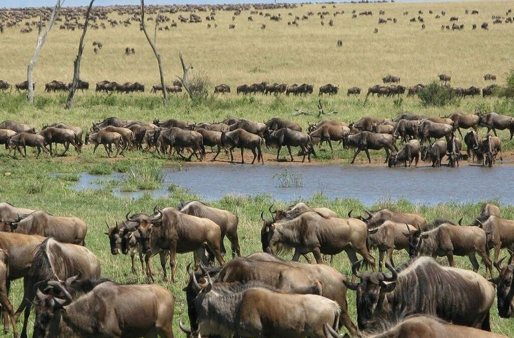 Can You See the Great Migration Cheaply?