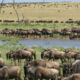 Can You See the Great Migration Cheaply?