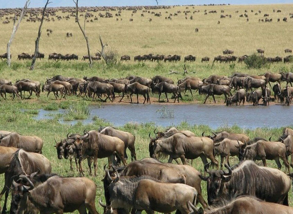 Can You See the Great Migration Cheaply?