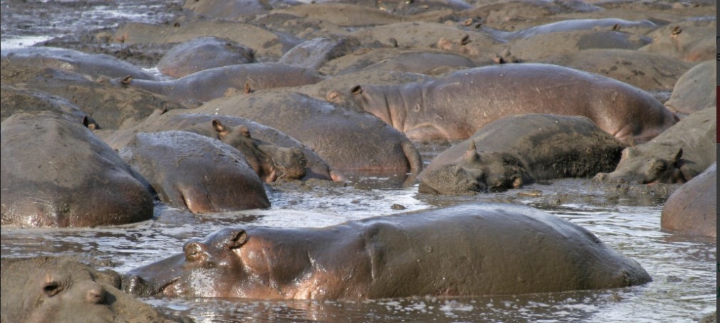Wildlife in Katavi National Park, showcasing the untouched wilderness of Tanzaniaâ€™s pristine landscapes