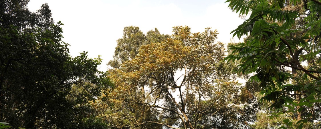 Lush green canopy of Nyungwe Forest with mist-covered treetops and diverse tropical vegetation in Rwanda