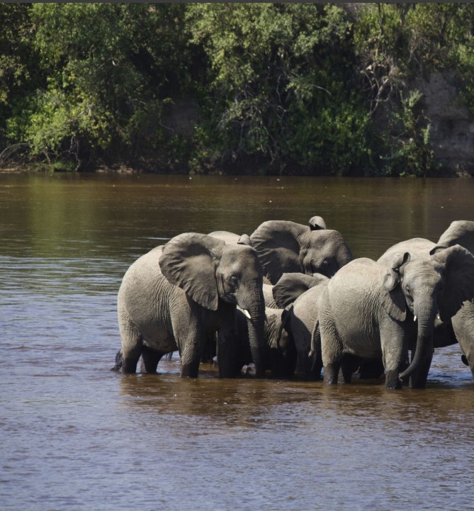 Scenic view of wildlife and landscapes in Ruaha National Park, showcasing Tanzania's untouched beauty and diversity
