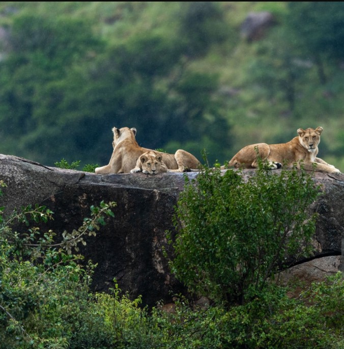 Lion sitting alone in golden Serengeti grass, symbolizing quiet power and untouched wilderness