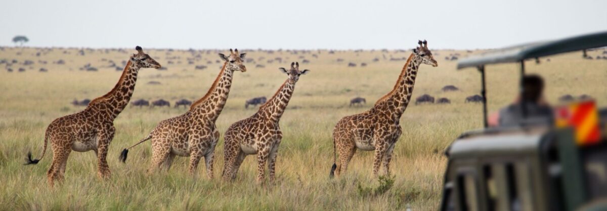 A herd of zebras grazing in the Serengeti during a Tanzania safari experience