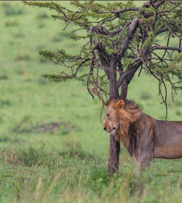 Lion resting on a grassy plain in Tanzania during a safari.