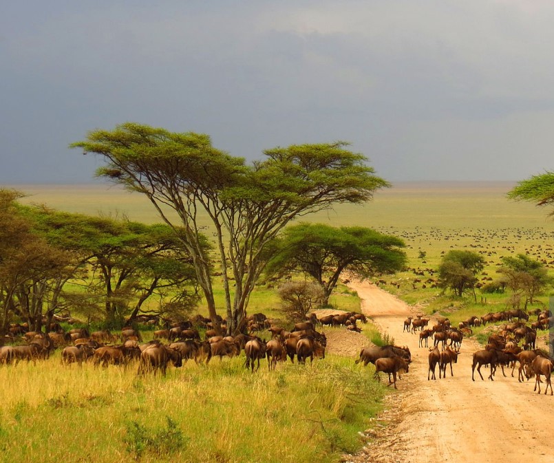 ChatGPT said: Wildebeest migration across the Serengeti plains under a dramatic sky, highlighting the wildlife experience of Tanzania travel