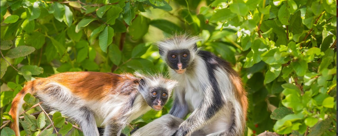 Red colobus monkeys in Zanzibar, showcasing their vibrant fur and playful behavior in the island's natural habitat