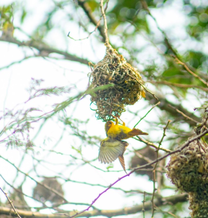 Various native wildlife species in natural habitats near Kigali, Rwanda, including birds and small mammals.