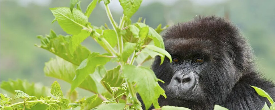 Close-up of a mountain gorilla in Rwanda, sitting peacefully amidst lush greenery in Volcanoes National Park.â€