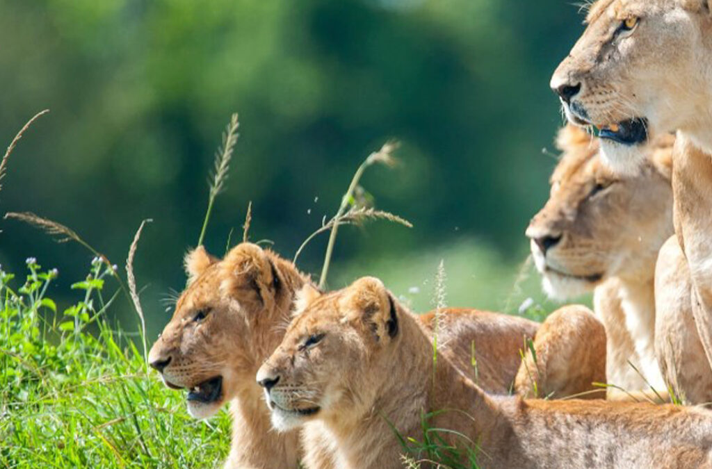Where to See Lions in Tanzania?