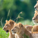 Where to See Lions in Tanzania?