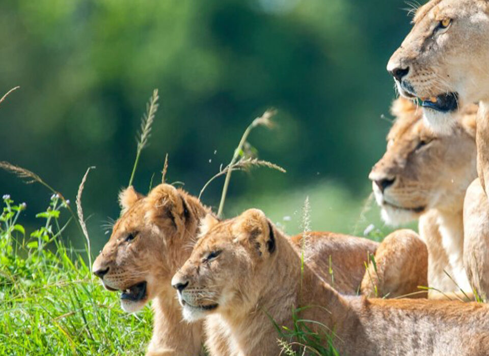 Where to See Lions in Tanzania?