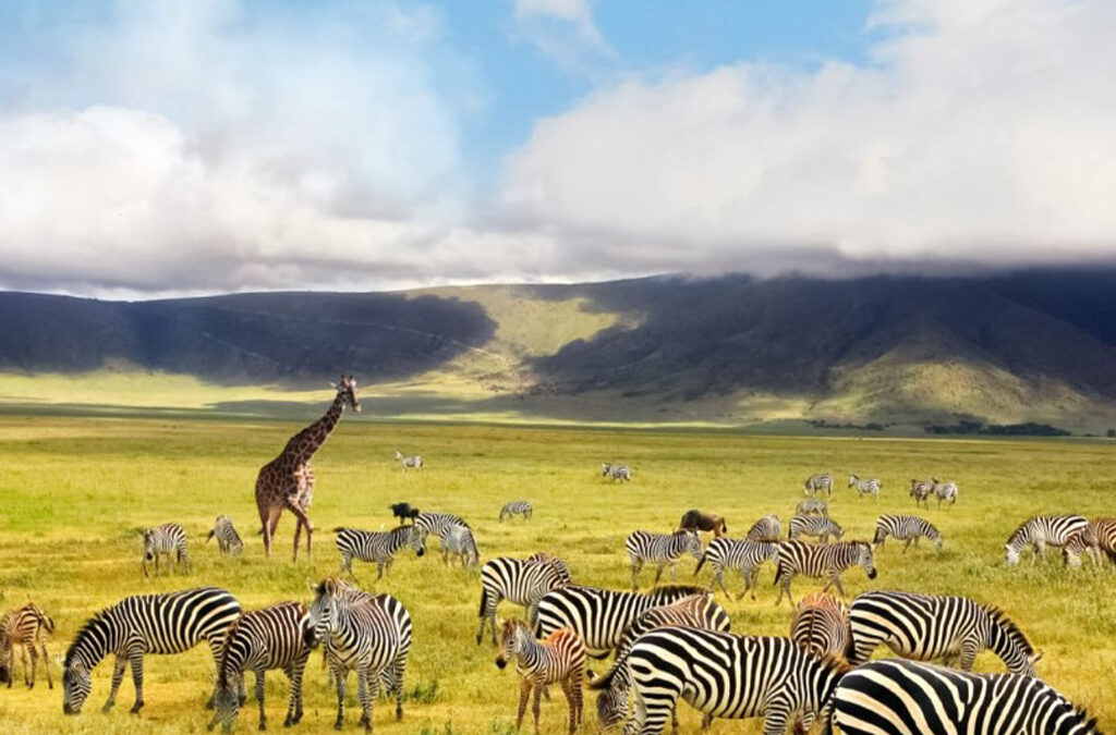 Why Visit Ngorongoro Crater Over Serengeti?