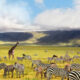 Why Visit Ngorongoro Crater Over Serengeti?