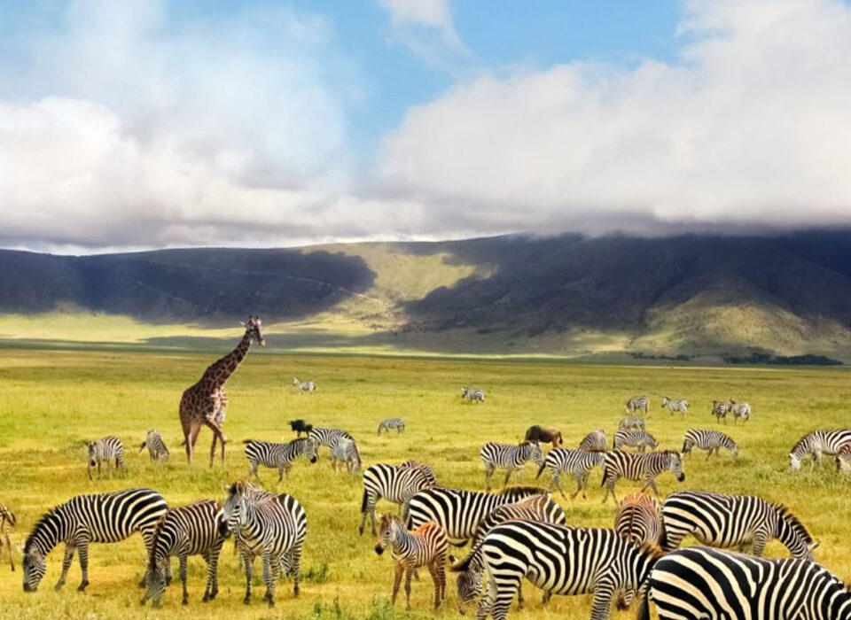 Why Visit Ngorongoro Crater Over Serengeti?