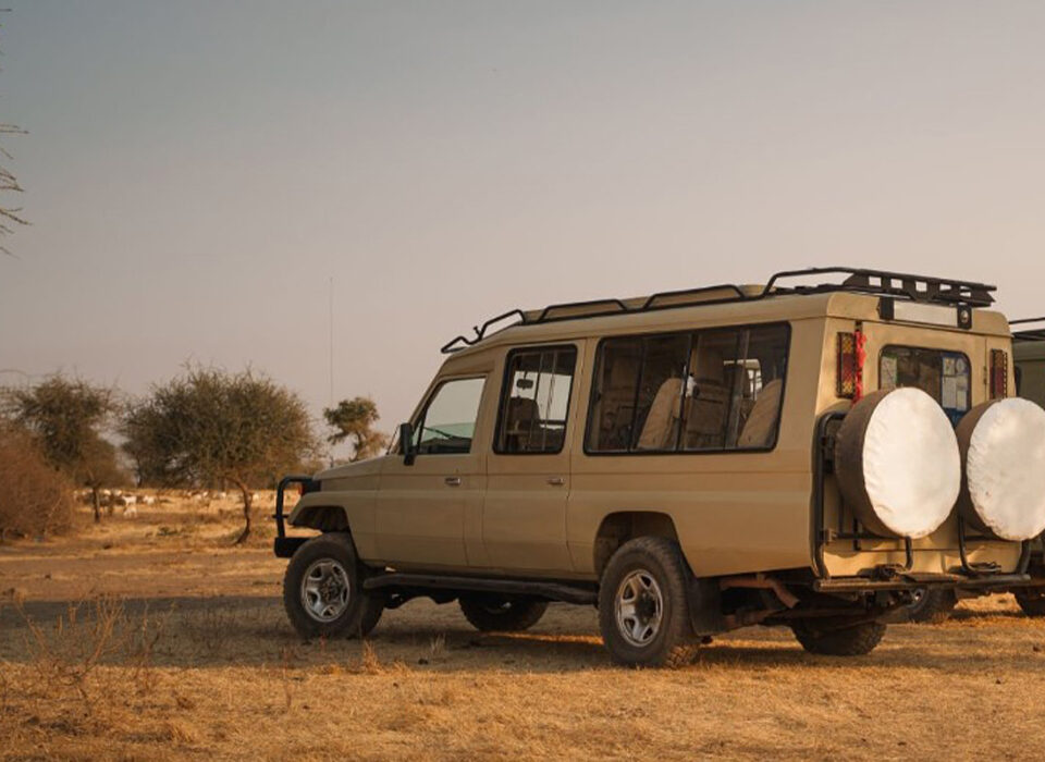Does Tanzania Have Night Safaris?