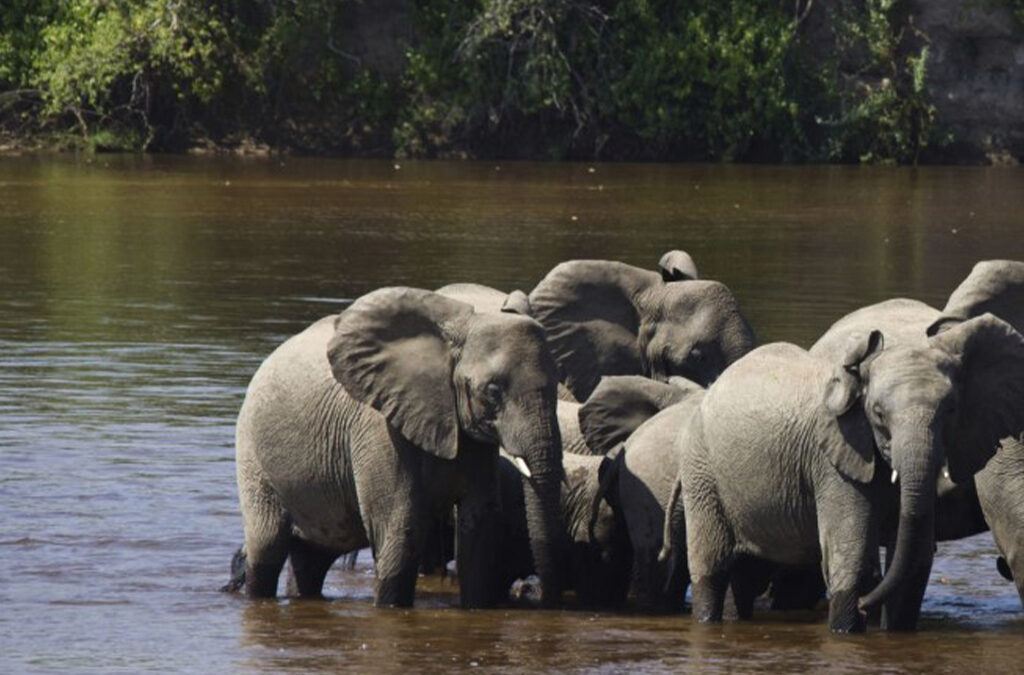 Why is Ruaha Park a Hidden Gem?