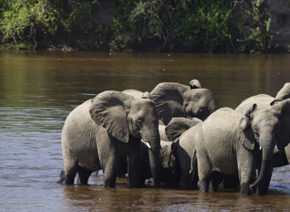 Why is Ruaha Park a Hidden Gem?