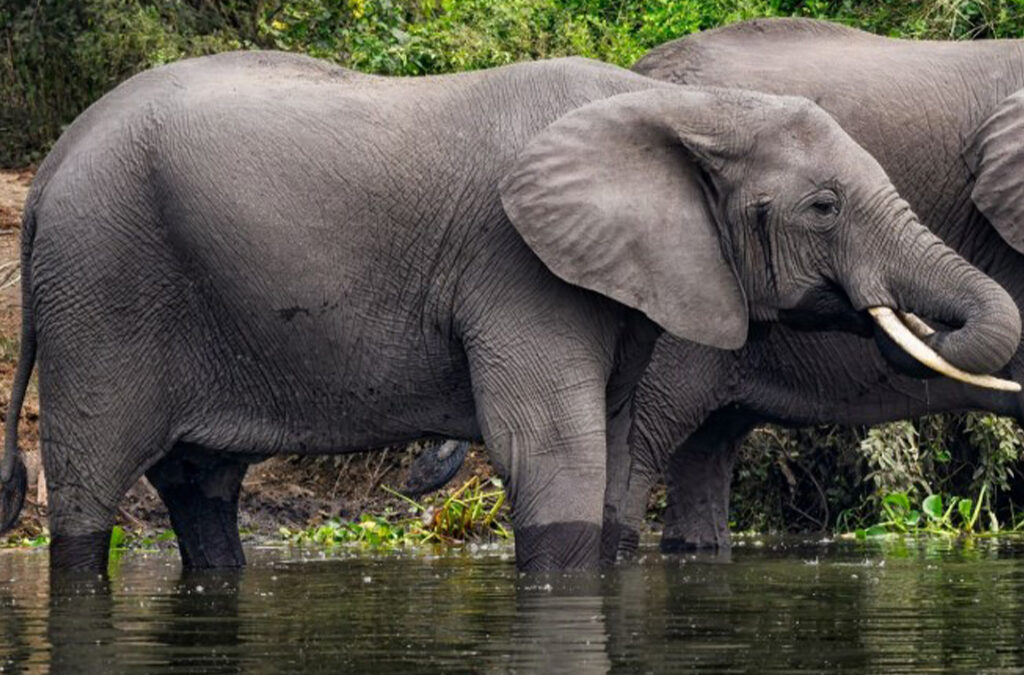 Why Visit Selous Over Serengeti?