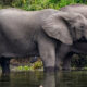 Why Visit Selous Over Serengeti?