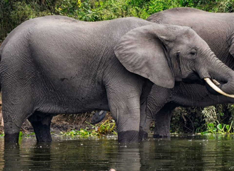 Why Visit Selous Over Serengeti?
