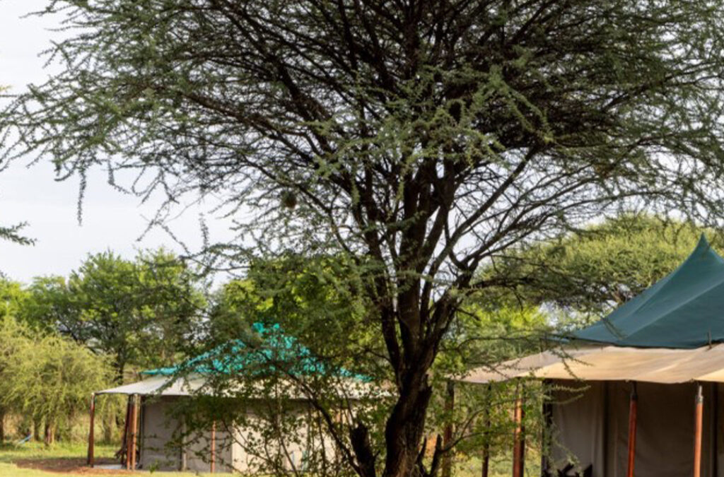 How to Avoid Crowds in Serengeti?