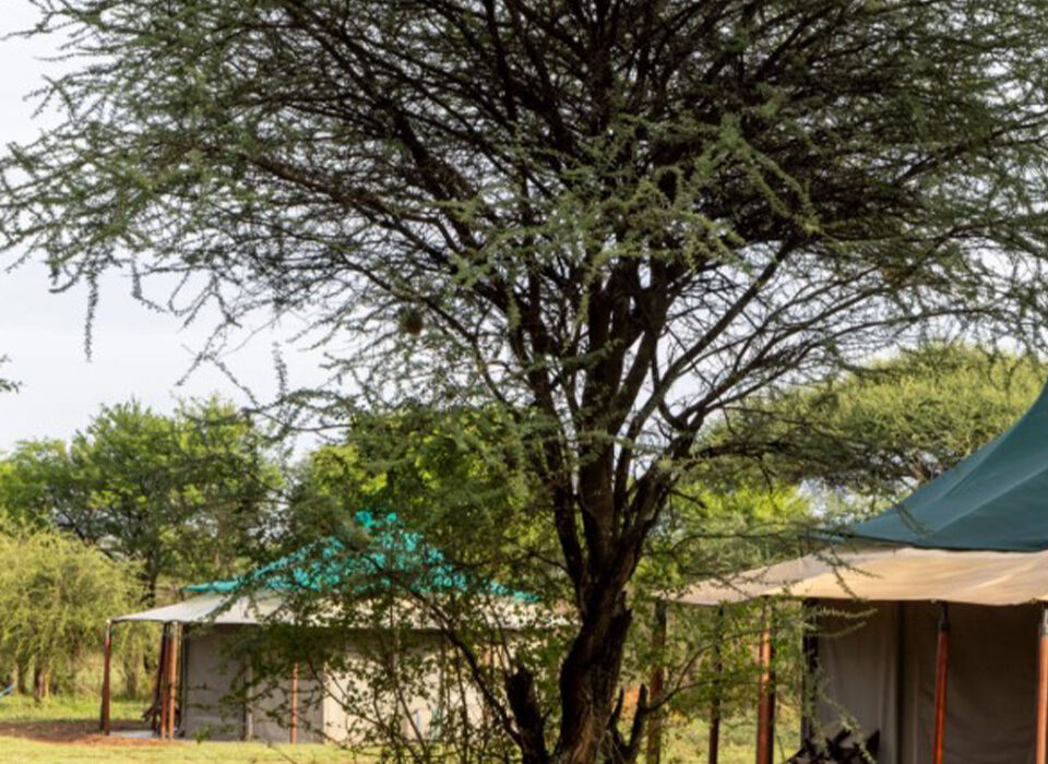 How to Avoid Crowds in Serengeti?