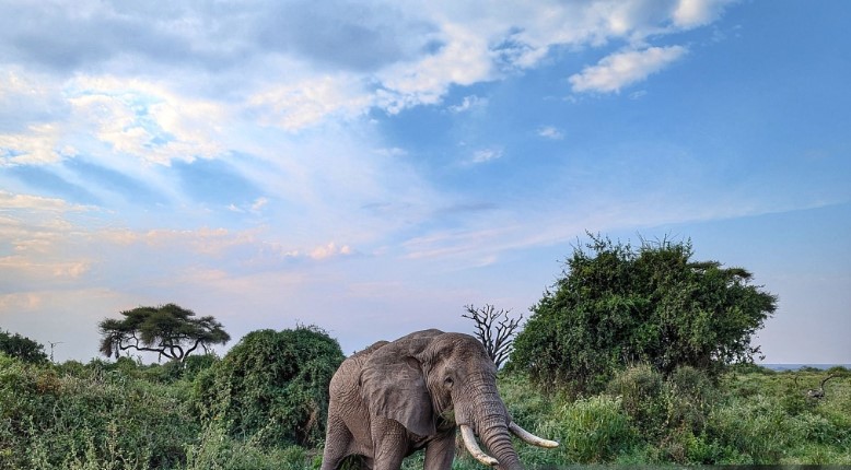 ChatGPT said: Scenic view of Serengeti National Park with wildlife grazing on open plains under a vast African sky
